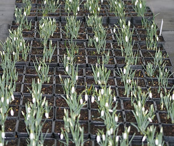 Rows of snowdrops flowering in square half-litre pots