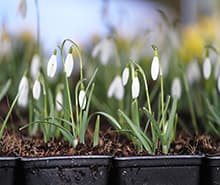 Snowdrop plugs in trays, close up