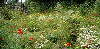 A meadow of red poppies, yellow flowers and white daisies