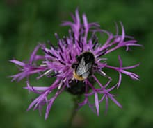 A bumblebee on a purple knapweed flower