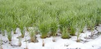 Young reeds planted out in a bed