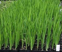 Trays of young reed plugs on the nursery