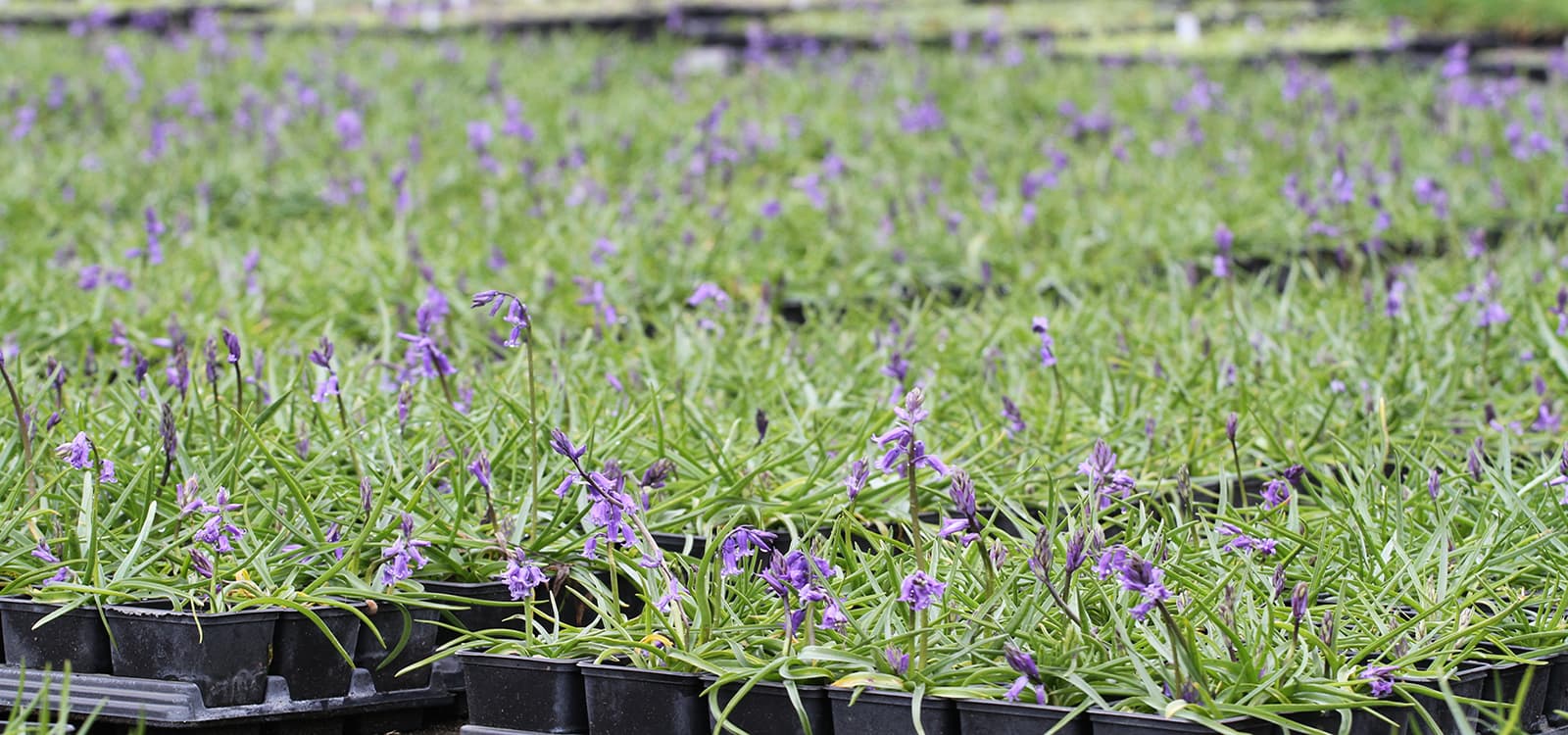 Trays of bluebell plug plants in flower