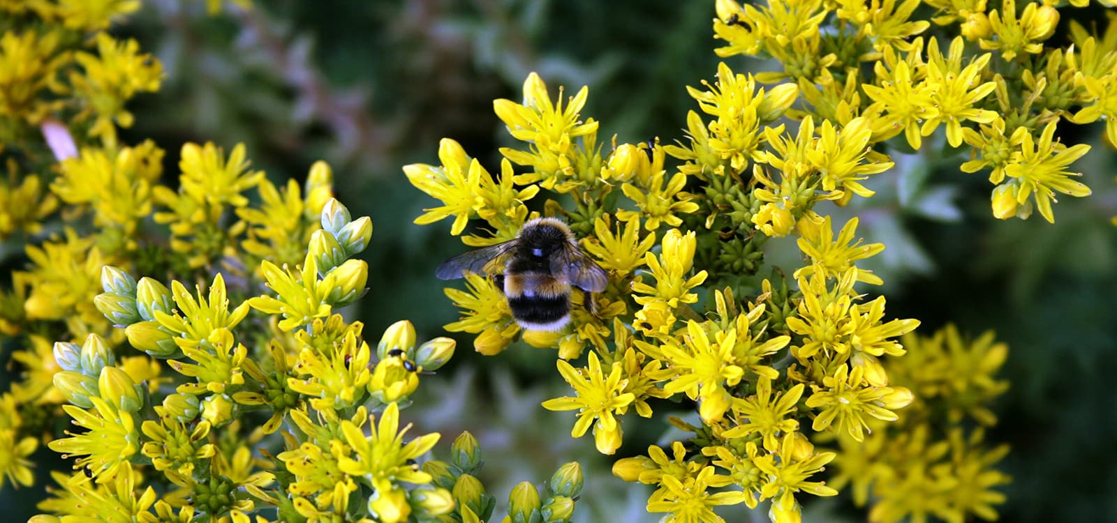 A bumblebee on yellow stonecrop flowers