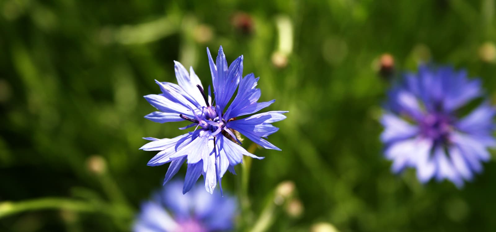 A blue cornflower in flower