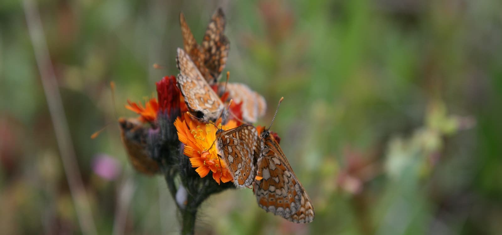Fritillary butterflies feeding on orange hawkweed