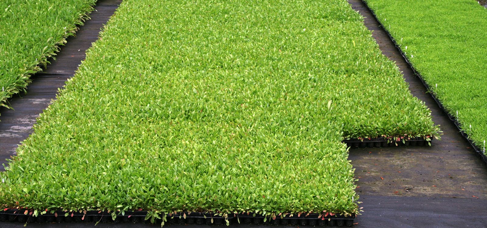 Beds of plug plants in trays on the nursery