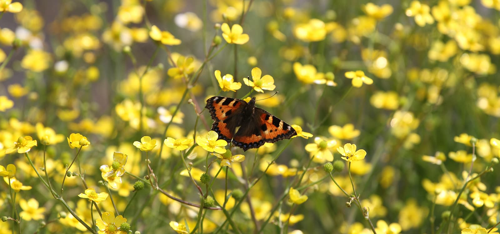 A small tortoiseshell butterfly on buttercups