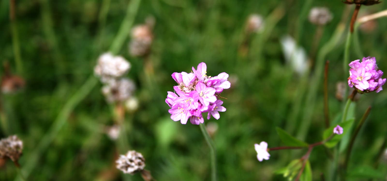 Pink thrift in flower