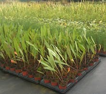 Young wetland plants in 7cm pots on the nursery