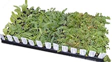 A labelled tray of mixed wildflower plugs