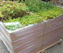 A pallet of plants wrapped for delivery