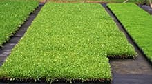 Single-species plug trays laid out in nursery beds