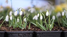 Snowdrops flowering in plug trays
