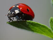 A seven-spot ladybird
