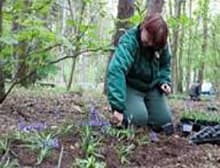 Bluebells being planted in woodland at Center Parcs Sherwood
