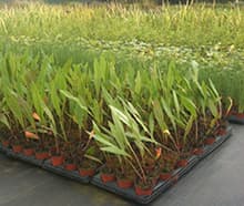 Young wetland plants in small pots on the nursery
