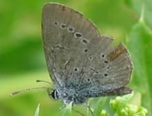 A small blue butterfly