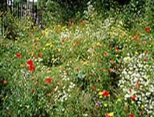 A meadow of red, yellow and white wildflowers at Tower Hamlets Cemetery